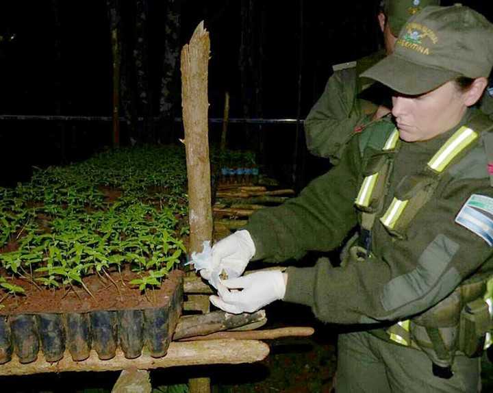 Las bandas narco paraguayas ya plantan marihuana en tierra misionera