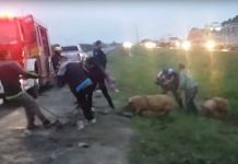 Argentina salvaje: Volcó un camión cargado con chanchos vivos y los vecinos lo saquearon