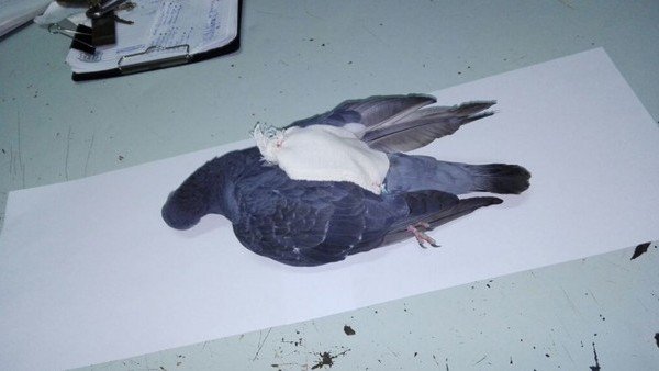 Cayó la “narcopaloma” mensajera que metía drogas en una cárcel de La Pampa