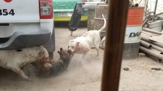De terror: “Rescata” perros callejeros para alimentar a sus dogos