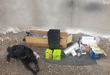 Secuestran 6.900 semillas de marihuana y descubren un invernadero