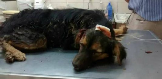 Corrientes: Bestia fractura cráneo a un perro y lo enterró vivo