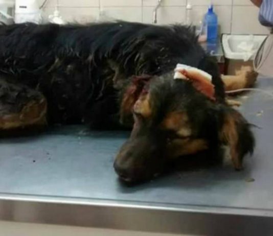Corrientes: Bestia fractura cráneo a un perro y lo enterró vivo
