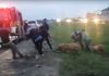 Argentina salvaje: Volcó un camión cargado con chanchos vivos y los vecinos lo saquearon