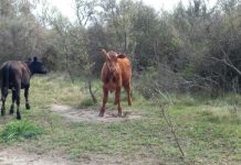 Recuperan cabezas de ganado sustraídas a un productor
